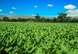 Why is Nicaraguan Tobacco Such High Quality?